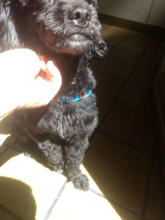 Cachorro ra a Poodle idade 1 ano nome Kenai