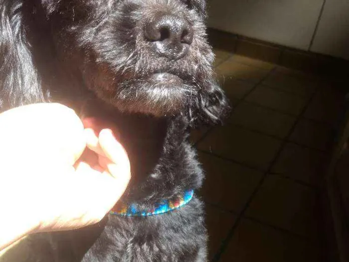 Cachorro ra a Poodle idade 1 ano nome Kenai