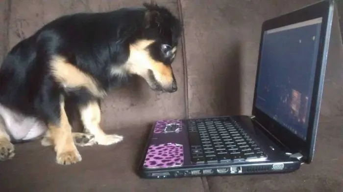 Cachorro ra a SRD idade 7 a 11 meses nome LUNA