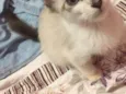 Lexie