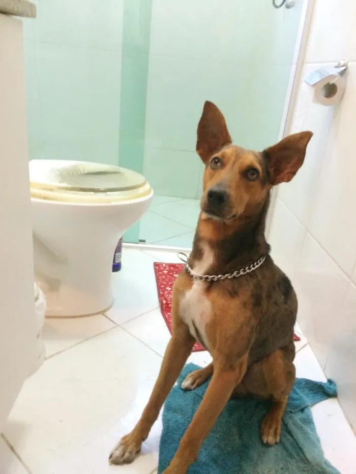 Cachorro ra a Mestiço de blue heeler idade 2 anos nome Blue