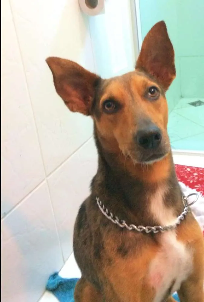 Cachorro ra a Mestiço de blue heeler idade 2 anos nome Blue