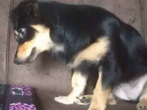 Cachorro raça SRD idade 7 a 11 meses nome LUNA