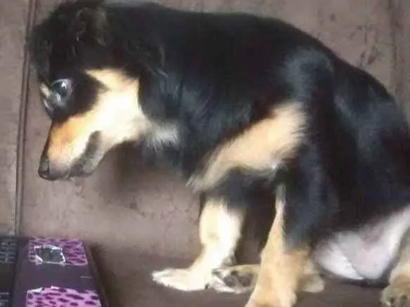Cachorro ra a SRD idade 7 a 11 meses nome LUNA
