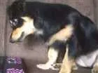 Cachorro raça SRD idade 7 a 11 meses nome LUNA