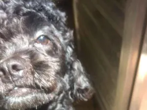Cachorro raça Poodle idade 1 ano nome Kenai