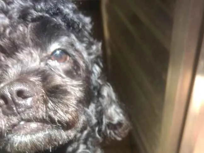Cachorro ra a Poodle idade 1 ano nome Kenai