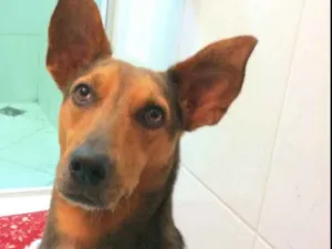Cachorro raça Mestiço de blue heeler idade 2 anos nome Blue