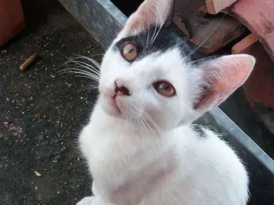 Gato ra a sem raça idade 2 a 6 meses nome vaquinha 