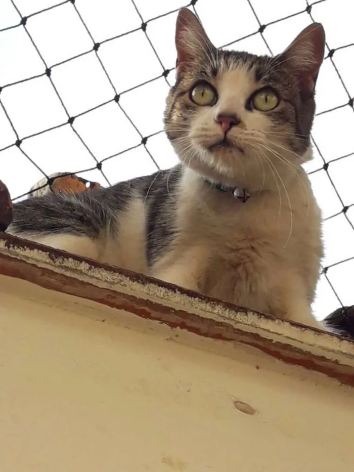 Gato ra a SRD idade 1 ano nome Crystal