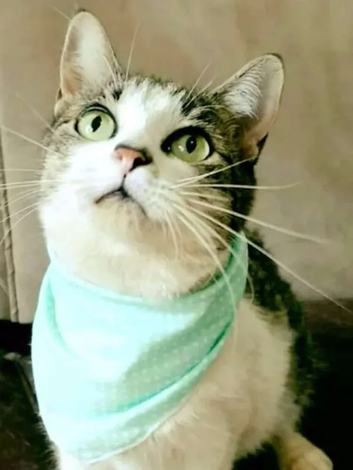 Gato ra a SRD idade 1 ano nome Crystal