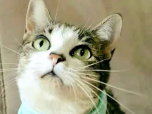 Gato raça SRD idade 1 ano nome Crystal