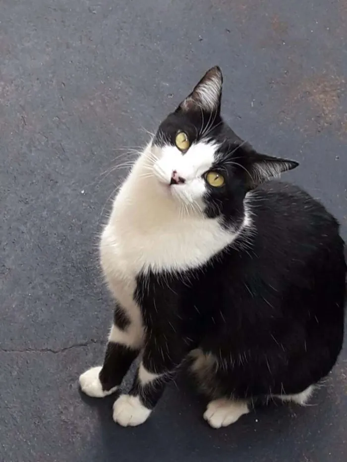 Gato ra a SRD idade 2 anos nome Pitty