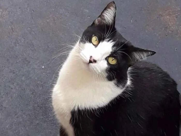 Gato ra a SRD idade 2 anos nome Pitty