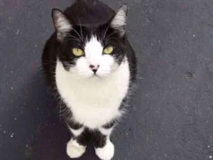 Gato raça SRD idade 2 anos nome Pitty