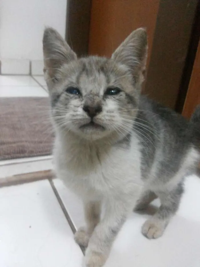 Gato ra a Vira lata idade 2 a 6 meses nome Pit