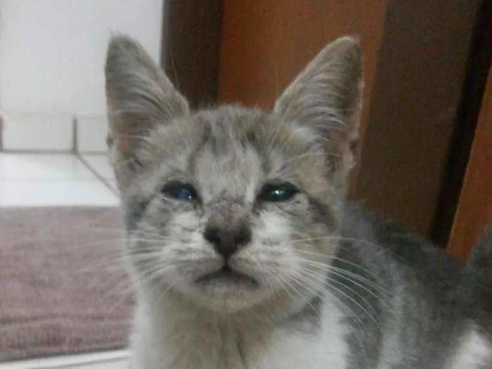 Gato ra a Vira lata idade 2 a 6 meses nome Pit