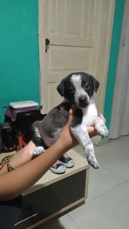 Cachorro ra a vira lata idade 2 a 6 meses nome Lily