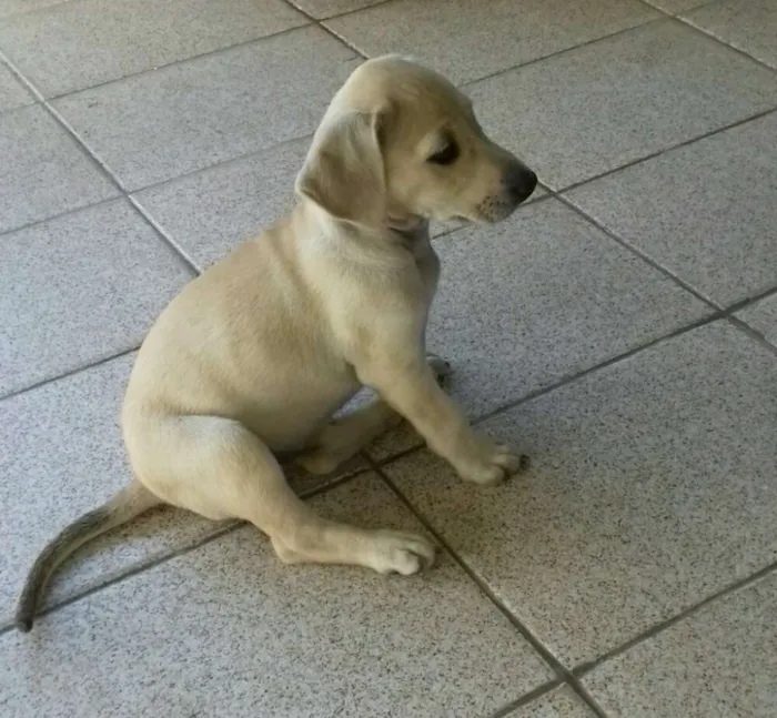 Cachorro ra a Raça não definida idade 2 a 6 meses nome Mel 