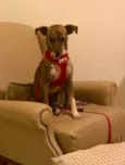 Princesa