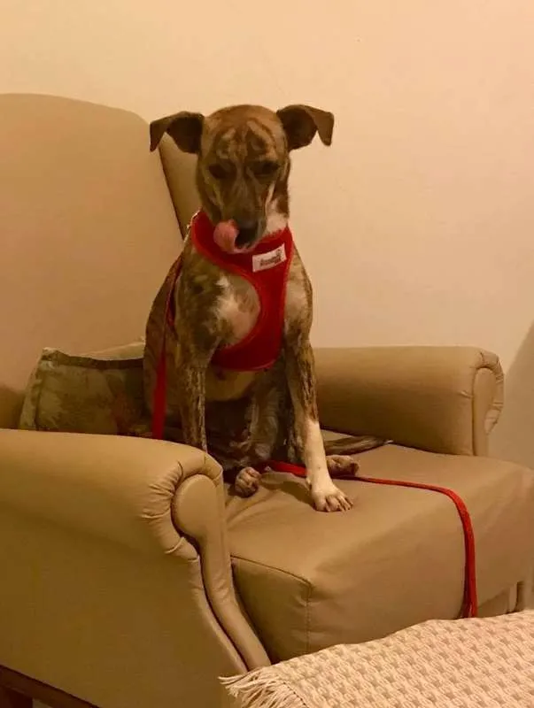 Cachorro ra a SRD idade 1 ano nome Princesa