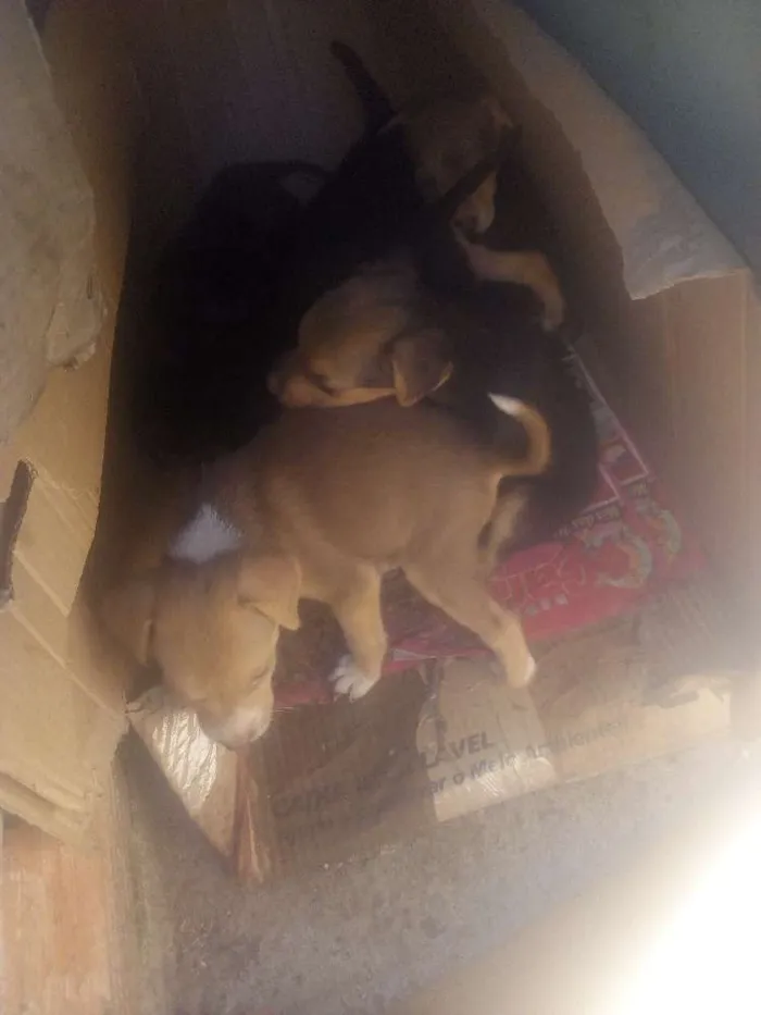 Cachorro ra a Vila lata idade 2 a 6 meses nome Sem nome