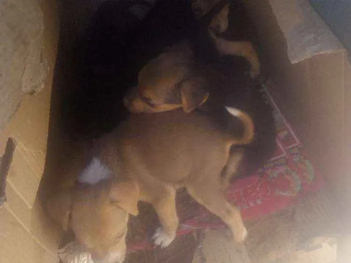 Cachorro ra a Vila lata idade 2 a 6 meses nome Sem nome