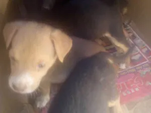 Cachorro raça Vila lata idade 2 a 6 meses nome Sem nome