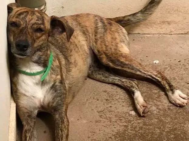 Cachorro ra a SRD idade 1 ano nome Princesa