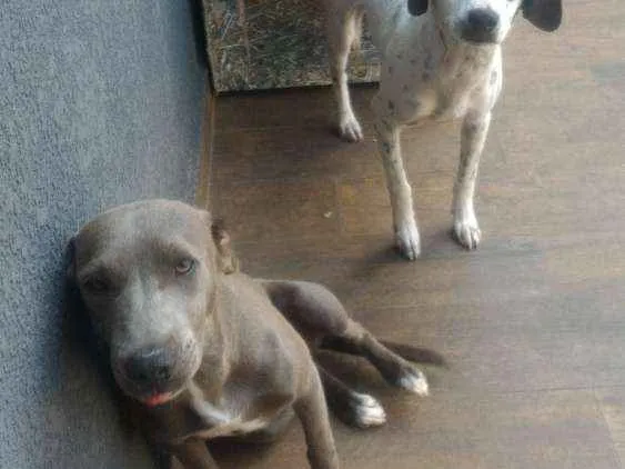 Cachorro ra a Vira lata (mistura de pitbull) idade 7 a 11 meses nome Safira e Flocos
