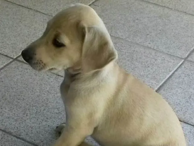 Cachorro ra a Raça não definida idade 2 a 6 meses nome Mel 