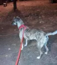 Princesa