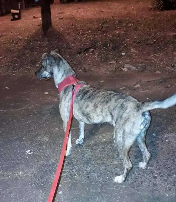 Cachorro ra a SRD idade 1 ano nome Princesa