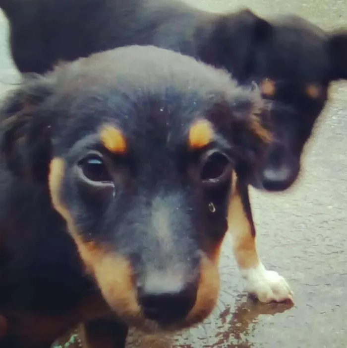 Cachorro raça vira-lata idade 2 a 6 meses nome Caio e Gael