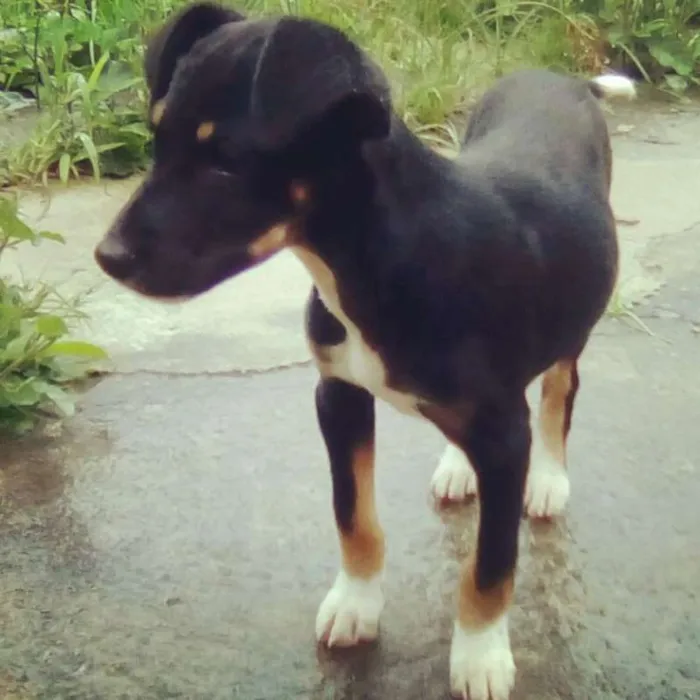 Cachorro raça vira-lata idade 2 a 6 meses nome Caio e Gael