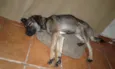 Maila