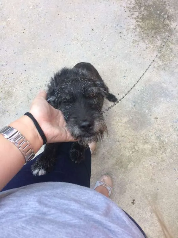 Cachorro ra a Vira lata idade 6 ou mais anos nome Preta