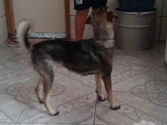 Cachorro ra a SRD idade 7 a 11 meses nome Maila
