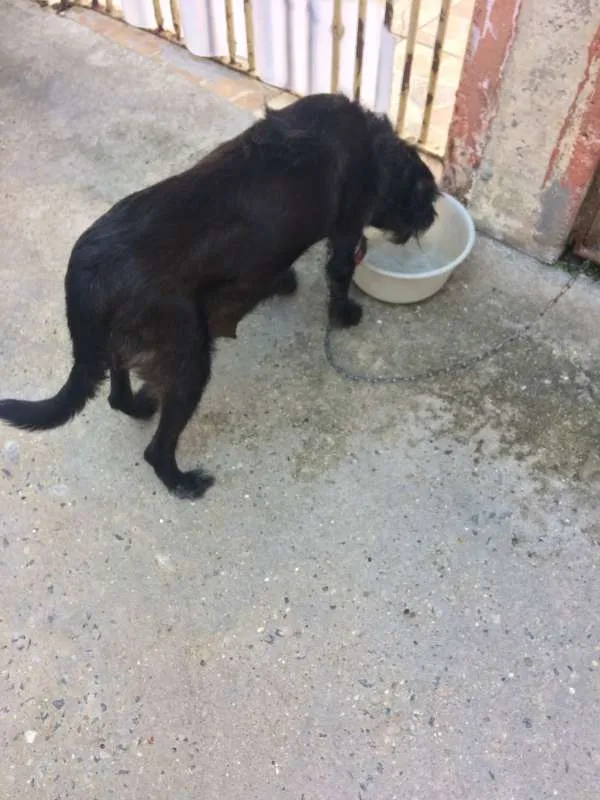 Cachorro ra a Vira lata idade 6 ou mais anos nome Preta