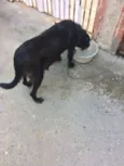 Preta