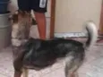 Maila