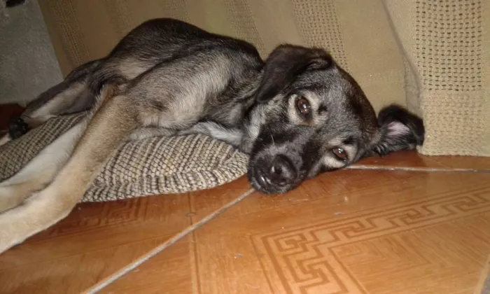 Cachorro ra a SRD idade 7 a 11 meses nome Maila
