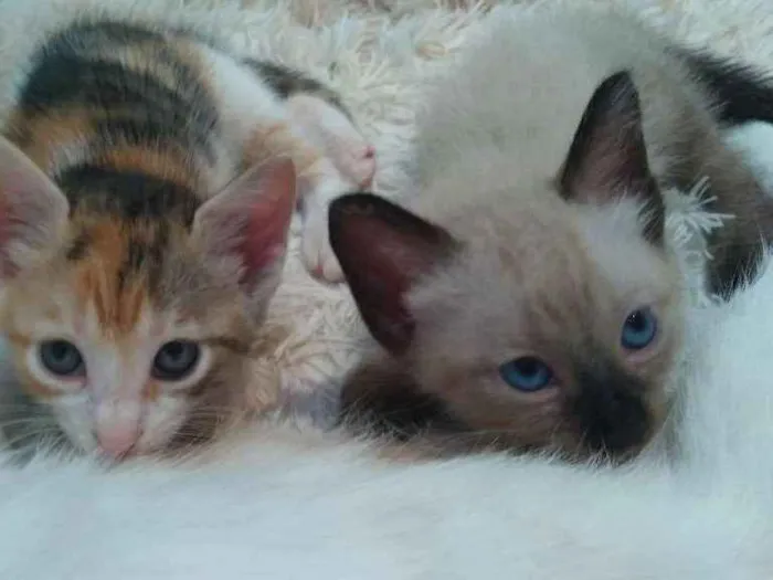 Gato ra a Sem raça definida idade 2 a 6 meses nome Sem nome