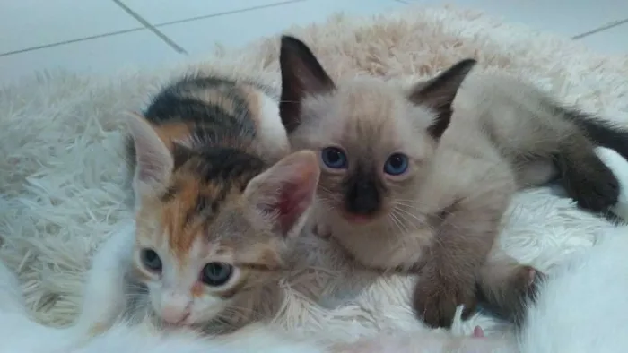 Gato ra a Sem raça definida idade 2 a 6 meses nome Sem nome