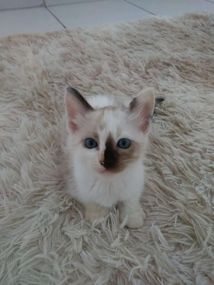 Gato ra a Sem raça definida idade 2 a 6 meses nome Sem nome