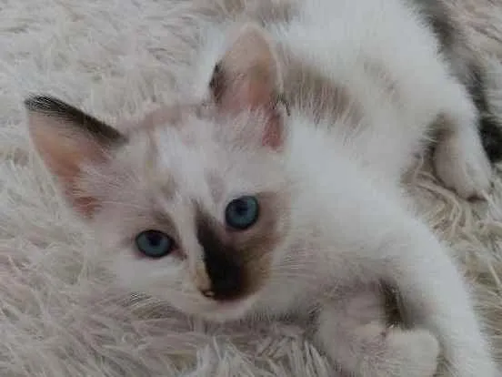 Gato ra a Sem raça definida idade 2 a 6 meses nome Sem nome