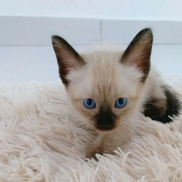 Gato ra a Sem raça definida idade 2 a 6 meses nome Sem nome