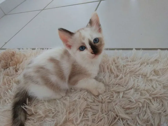 Gato ra a Sem raça definida idade 2 a 6 meses nome Sem nome