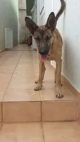 jack