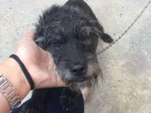Cachorro raça Vira lata idade 6 ou mais anos nome Preta